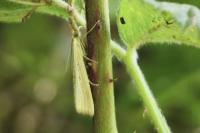Agriphila straminella