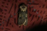 Agrotis puta