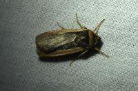 Ochropleura leucogaster