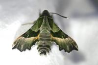 Proserpinus proserpina