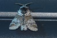 Furcula furcula