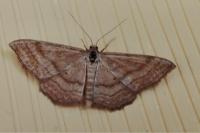 Idaea ochrata