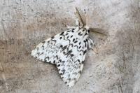 Lymantria monacha