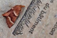Stemmatophora combustalis