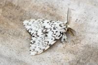 Lymantria monacha