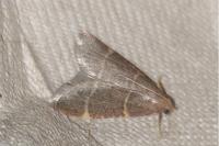 Hypsopygia glaucinalis