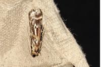 Acrobasis porphyrella