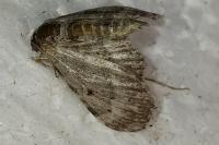 Pasiphila debiliata