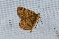 Macaria brunneata