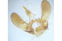 Pasiphila debiliata