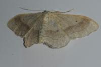 Idaea aversata