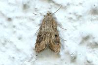 Parapoynx stratiotata