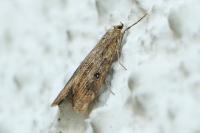 Parapoynx stratiotata