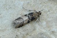 Euzophera pinguis