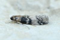 Euzophera pinguis