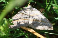 Scotopteryx mucronata