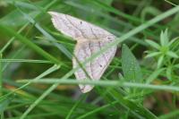 Scotopteryx mucronata