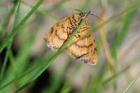 Idaea aureolaria