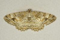 Alcis repandata