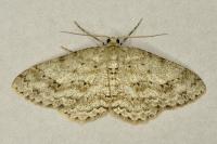 Ectropis crepuscularia