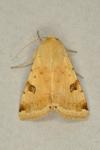 Heliothis peltigera