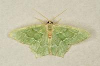 Hemithea aestivaria