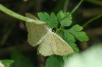 Cyclophora ruficiliaria