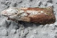 Aphomia sociella