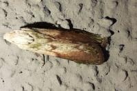 Aphomia sociella