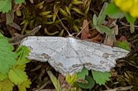 Scopula ornata