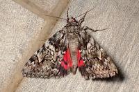 Catocala promissa