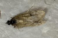 Scoparia ambigualis