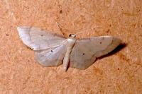 Idaea politaria