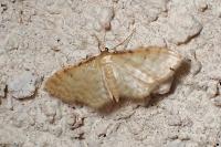 Idaea fuscovenosa