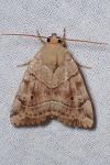 Cosmia trapezina