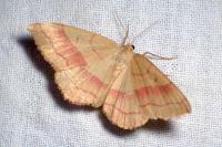 Rhodostrophia vibicaria
