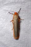 Manulea complana
