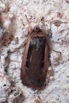 Ochropleura leucogaster