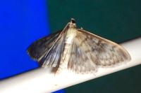 Patania ruralis