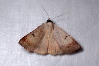 Lygephila craccae