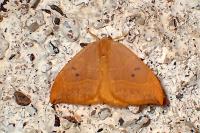 Watsonalla binaria