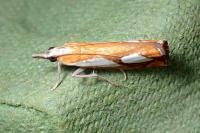 Catoptria pinella