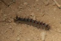 Lymantria dispar