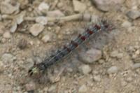 Lymantria dispar