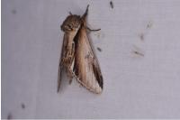 Pheosia gnoma