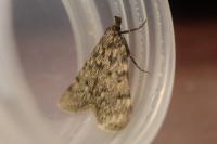 Aglossa pinguinalis