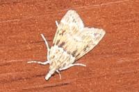 Eudonia mercurella
