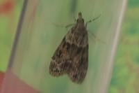 Eudonia mercurella