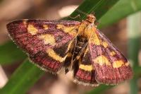 Pyrausta purpuralis