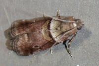 Acrobasis sodalella